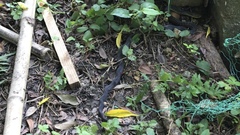 Elaphe quadrivirgata