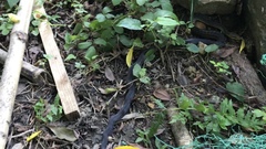 Elaphe quadrivirgata