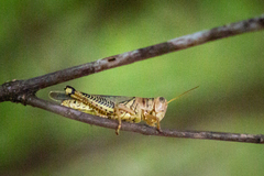 Melanoplus differentialis