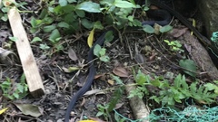 Elaphe quadrivirgata