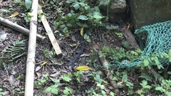Elaphe quadrivirgata