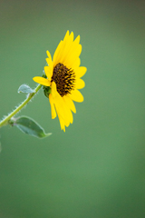 Helianthus annuus