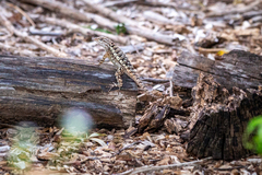 Sceloporus olivaceus