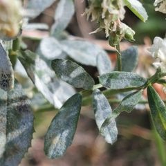 Erysiphe trifoliorum