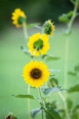 Helianthus annuus