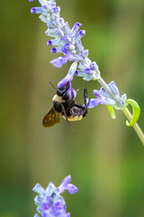 Bombus pensylvanicus