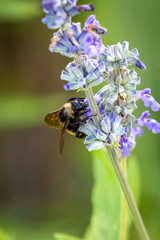 Bombus pensylvanicus