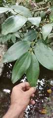 Cinnamomum verum