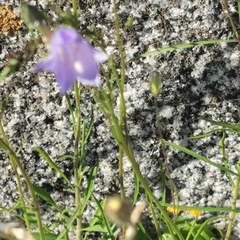 Campanula rotundifolia