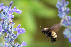 Bombus pensylvanicus