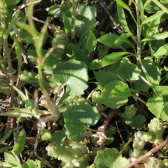 Campanula rotundifolia