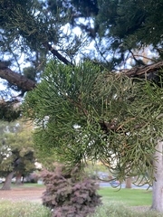 Juniperus