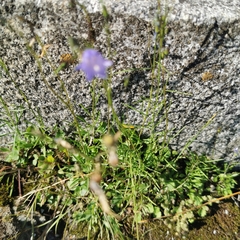 Campanula rotundifolia