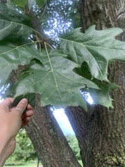 Quercus rubra