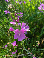Sidalcea neomexicana