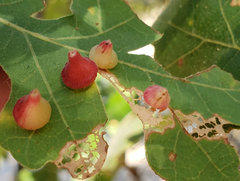 Andricus kingi