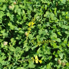 Melilotus officinalis