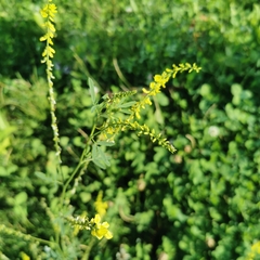 Melilotus officinalis