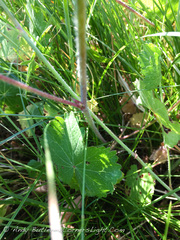 Sidalcea neomexicana