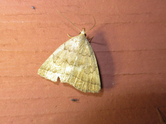 Zanclognatha protumnusalis