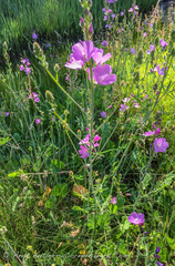 Sidalcea neomexicana