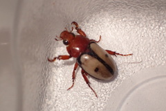 Cyclocephala paraflora