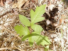 Toxicodendron radicans verrucosum