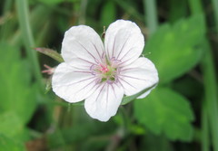 Geranium sibiricum