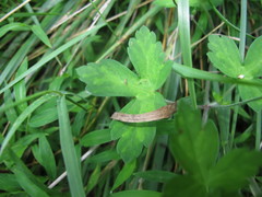 Geranium sibiricum