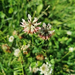 Trifolium