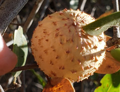 Amphibolips quercuspomiformis