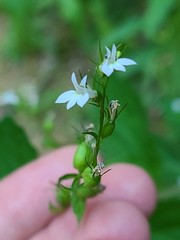 Lobelia inflata