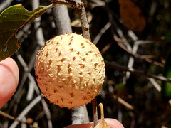 Amphibolips quercuspomiformis