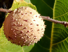Amphibolips quercuspomiformis