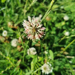 Trifolium
