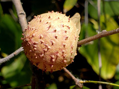 Amphibolips quercuspomiformis