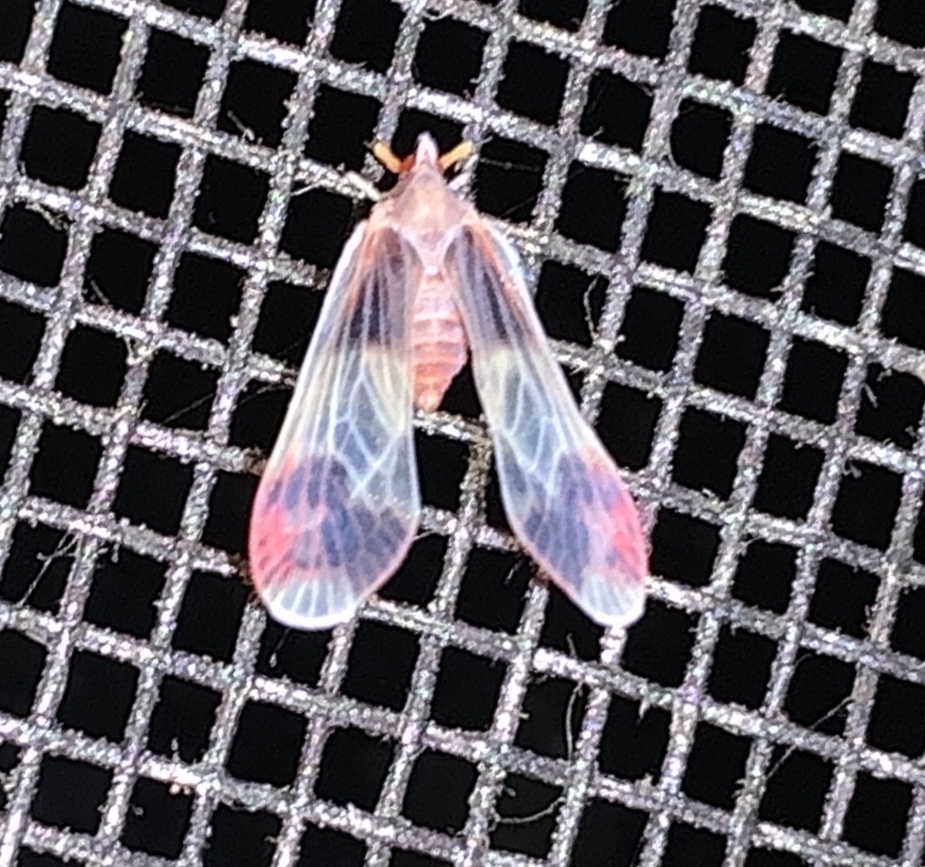 Anotia uhleri