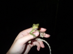 Enyalioides