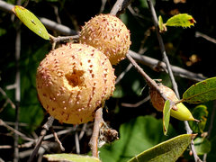 Amphibolips quercuspomiformis