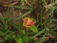 Oenothera epilobiifolia