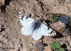 Phulia nymphula