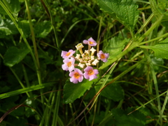 Lantana × strigocamara