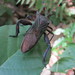 Pachylis acutangulus - Photo (c) alfredo-auro,  זכויות יוצרים חלקיות (CC BY-NC)