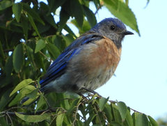 Sialia mexicana