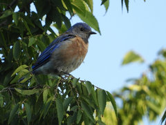 Sialia mexicana