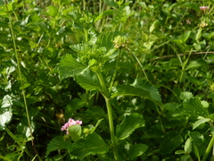 Lantana × strigocamara