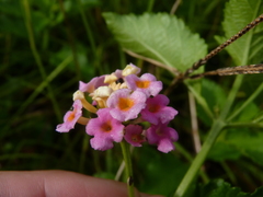 Lantana × strigocamara