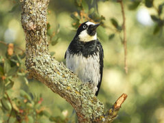 Melanerpes formicivorus