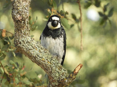 Melanerpes formicivorus