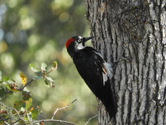 Melanerpes formicivorus